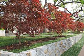 The japanese maple was first shown to european explorers in 1783 and introduced to the west in 1820. Pin On Dream Yard
