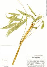 Image result for Olyra latifolia