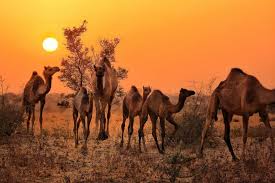 Image result for camel
