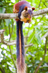 Pin On Squirrels And Other Fluffies