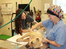 If your animal requires emergency veterinary care and you cannot afford treatment, contact nearby veterinary colleges that may have programs. Memphis Humane Society Offering Discount Vet Care For Low Income Unemployed Pet Owners