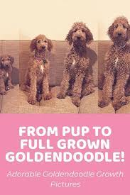 F1b mini goldendoodle full grown weight. Goldendoodle Size Chart For Mini Medium And Standard Goldendoodles
