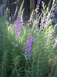 Image result for Linaria