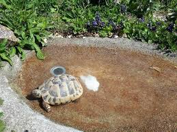 Heute zeige ich euch wie ich mir meine schildkröten aus knetbeton für unteren gartenteich gebastelt habe. Bau Einer Neuen Trink Und Badeschale Landschildkroten Im Hunsruck