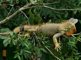Fotos gratis : animal, fauna silvestre, selva, reptil, escala, Iguana,  lagartija, garra, Lagartija verde, monitor, vertebrado, criatura, dragón,  zona tropical, Iguania, Lacerta, Costa Rica, Agamidae, Centroamérica,  Dactyloidae, Reptil escalado ...
