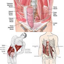 See more ideas about anatomy, anatomy study, rib cage anatomy. Pin On Exercise Stretching