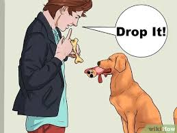 Once your dog will attempt to catch a treat, move on to a ball, giving them a treat when they make a good attempt, and of course, praising them. How To Teach A Dog To Fetch 6 Steps With Pictures Wikihow