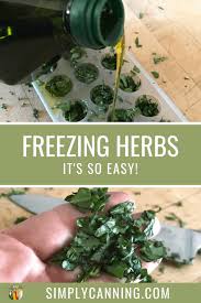 Put a portion, the amount you would use in a dish, into a section of an ice cube tray. Freezing Herbs Cilantro Basil Oregano This Guide Covers It All