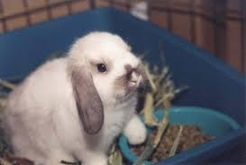 Meaning that this breed has a more rounded body, thicker boned, with a wide head. A Guide To Lop Eared Rabbits And Care