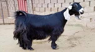 فترة الحمل عند الماعز تبلغ مئة وخمسين يوماً ، ومن علامات قرب الولادة ملاحظة أن ضرع العنزة تكون ممتلئة بالحليب وتبدا في الاحمرار ، وتفتح الفتحة التناسلية عند الماعز العشار، وتظهر الكثير من الأعرض على الماعز مثل. Ø§Ù„Ù…Ø§Ø¹Ø² Ø§Ù„Ø­Ø§ÙŠÙ„