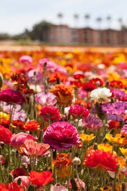 Maybe you would like to learn more about one of these? A Day Guide To The Flower Fields Of Carlsbad California Flower Field Flowers Photography Carlsbad Flower Fields