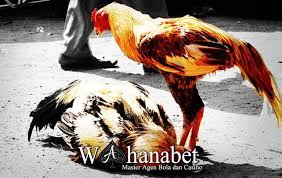 Ayam aduan seperti ayam bangkok dan lain sebagainya adalah hobi tersendiri bagi para pecinta ayam aduan. Ciri Ayam Aduan Tidak Layak Di Adu Yang Wajib Di Ketahui