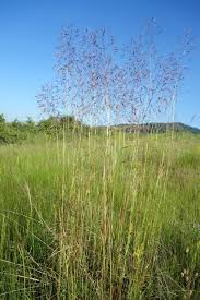 Image result for Chrysopogon