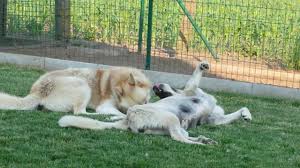 Kangal Ve Kurt Kavgasi Youtube