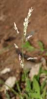 Image result for Eragrostis unioloides