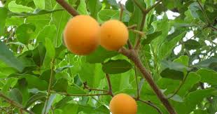 Image result for Landolphia