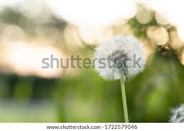 Dandelion flower infused oil this oil can be used to heal chapped or cracked skin, and is also. Shutterstock Puzzlepix