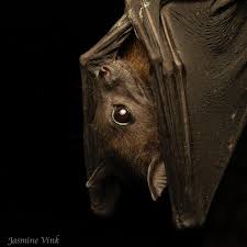 Image result for Batia internella