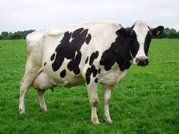 Do Different Cow Breeds Make A Difference To Cheese Quality The Courtyard Dairy