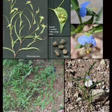 Image result for Commelinaceae