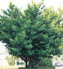 Image result for Autographa excelsa