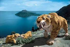 saber tooth tiger tiger facts sabertooth beautiful cats