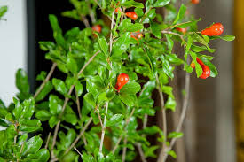We did not find results for: Wonderful Pomegranate Tree For Sale Buy Fruit Trees Perfect Plants