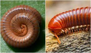 Ulat gonggok ve diğer tanıdıklarınla iletişim kurmak için facebook'a katıl. Video Ingatkan Kaki Gerak Selang Seli Rupanya Macam Ni Ulat Gonggok Berjalan