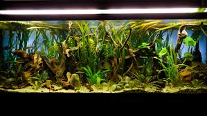 Aquarium Lighting Guide For Fish Owners