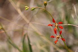 Image result for Janusia