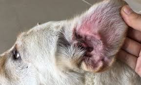If Your Dog Breed Is On This List Make Sure You Re Cleaning Their Ears Weekly Dogs Ears Infection Dog Breeds Dog Care