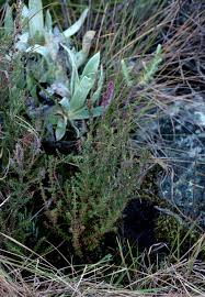 Image result for Erica silvatica