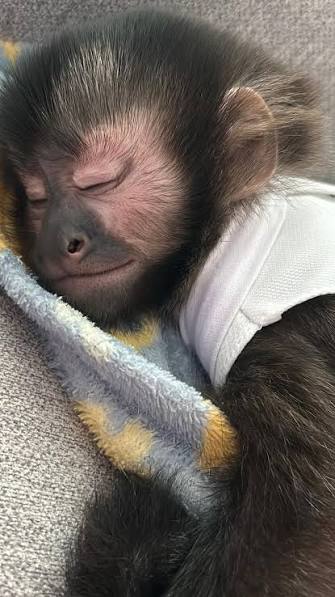 Imagens raras de você dormindo , Macaquinho @macacodante ❤️, Siga  também: @macaquinhuss, ., ., ., ., ., ., ., ., #monkey #momymonkey #monito  #mono #macaquinho #macaco #baby #foryou #monkeylove ...