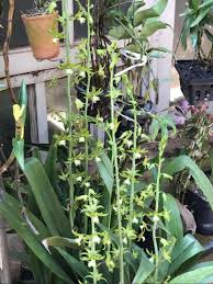 Image result for Eulophia