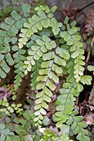 Image result for Adiantum