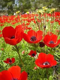 The National Flower Of Israel The Kalaniot Flowers In The Bible Rose Of Sharon Poppy Flower