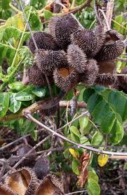 Image result for Guilandina bonduc