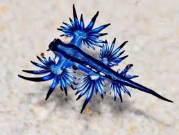They were infamous for tricking desert travelers into drinking. Dragao Azul O Animal Mortal Que Vive No Fundo Mar