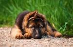 German Shepherd Dog Puppies for Sale - Adoptapet