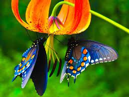 Las Mariposas Caracteristicas Y Especies Tvagro Por Juan Gonzalo Angel Youtube