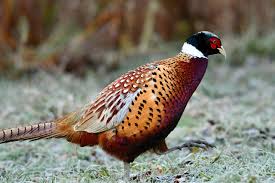 Faisanderie l'hiver.le faisan de col. Elevage De Faisans Et Perdrix Destines A La Chasse Des Images Insoutenables