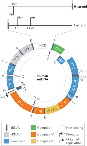 The potential of mitochondrial genome engineering | Nature Reviews Genetics