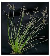 Image result for Fimbristylis quinquangularis