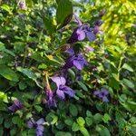 Image result for Dyschoriste thunbergiiflora