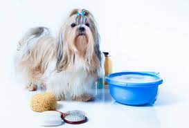 Ce shampoing pour chien est un bon accompagnement préventif à un traitement antiparasitaire. Shampoing Chien Maison 4 Recettes Sans Ingredients Nocifs