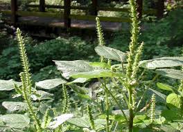 Image result for Acalypha ornata
