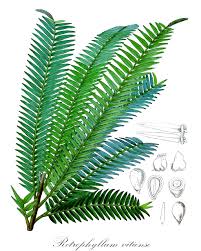 Image result for Podocarpaceae