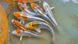 We did not find results for: What Do Baby Koi Fish Look Like Pictures Video