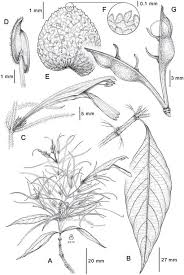 Image result for Justicia engleriana