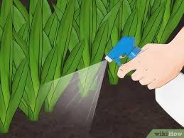 How to stop rabbits burrowing in your garden. 3 Ways To Get Rid Of Rabbits Wikihow